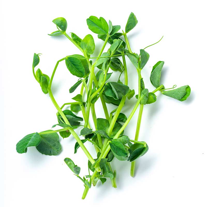 Hush & Hush DeeplyRooted hair growth serum anagain