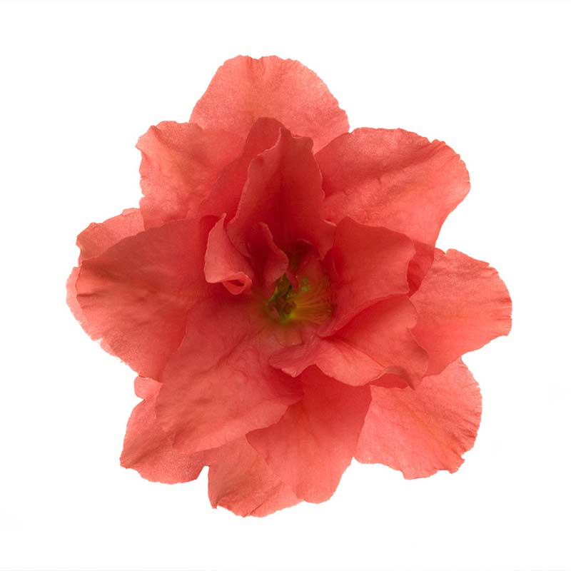 Hush & Hush DeeplyRooted hair growth serum hairgenyl