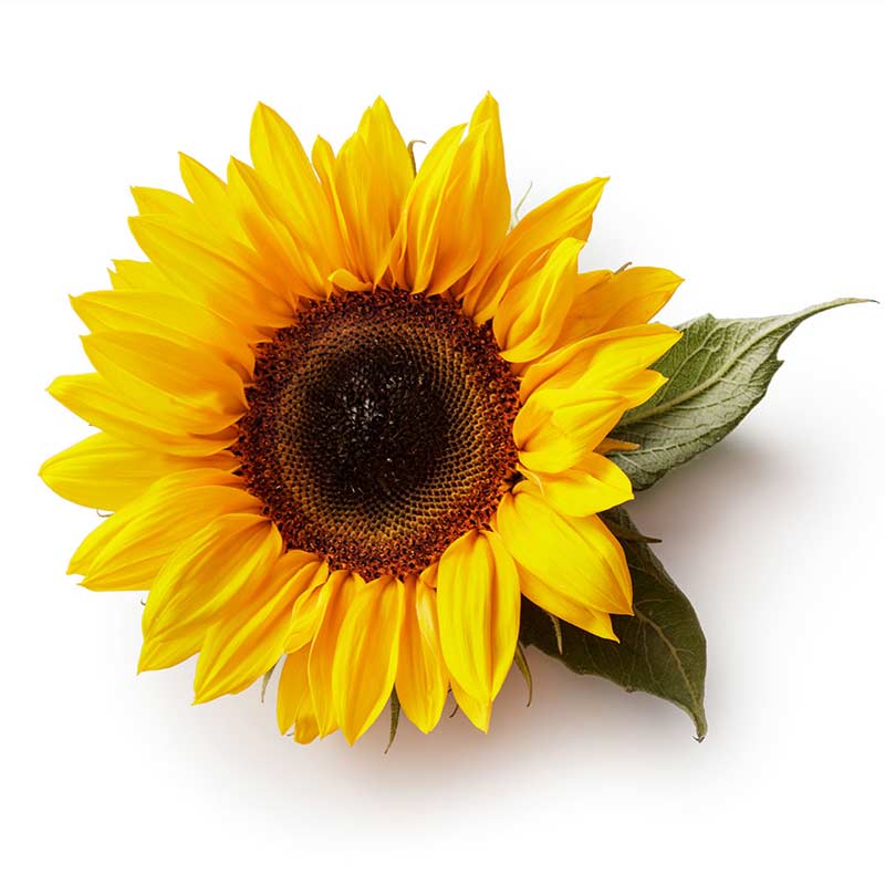 Hush & Hush DeeplyRooted hair growth serum KeraGuard