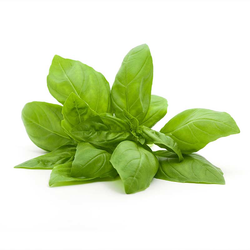 Hush & Hush DeeplyRooted hair growth serum rootbiotech