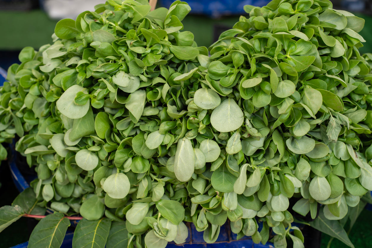 The Longevity Blueprint: Daily Habits to Help You Age Later