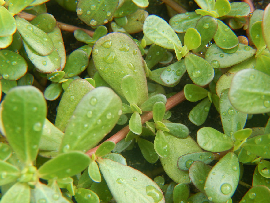 Purslane Herb: The Longevity Botanical Inside TimeCapsule