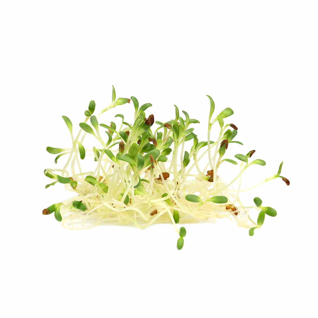 PlantYourDay alfalfa vegan protein green juice