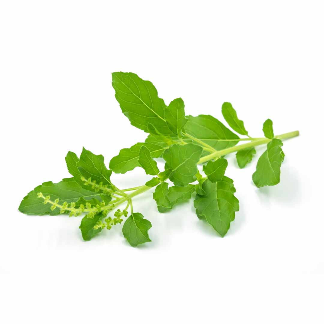 holy basil leaf melatonin alternative